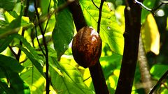 Cacao auf Guadeloupe