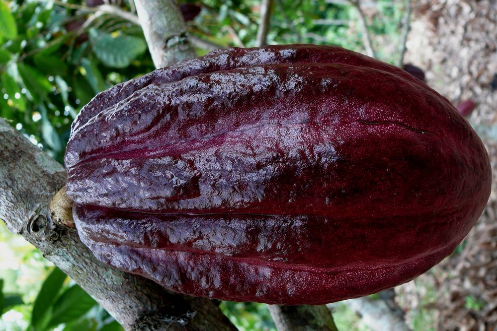 CACAO de josepmcorbera 