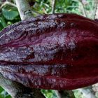 CACAO