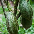 [ Cacao Plant ]