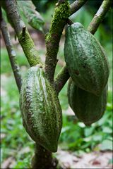 [ Cacao Plant ]