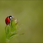 Cacarinette arrive en haut