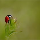 Cacarinette arrive en haut