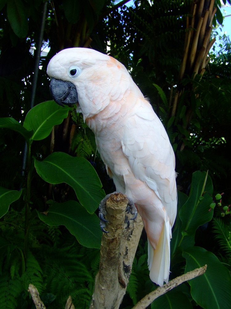 cacatua