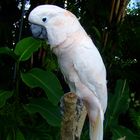 cacatua