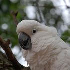 Cacatua