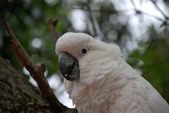 Cacatua