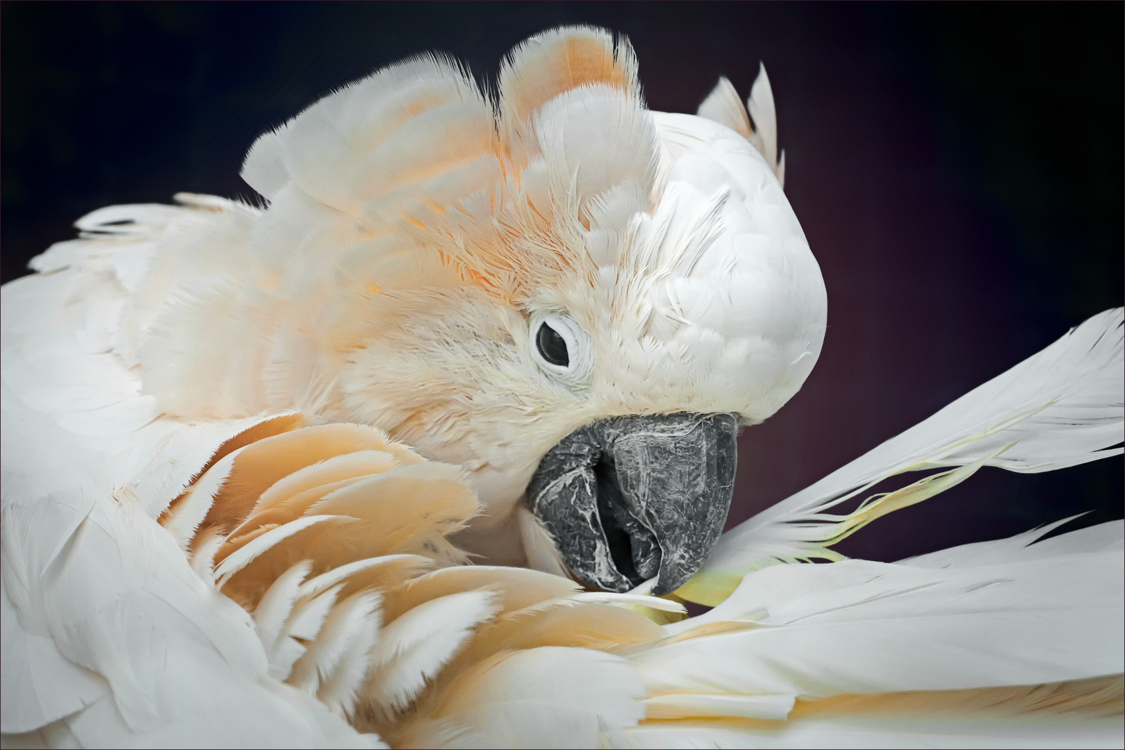 Cacatua Alba*