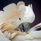 Cacatua Alba*