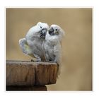 Cacatua alba - Weißhaubenkakadu