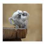 Cacatua alba - Weißhaubenkakadu