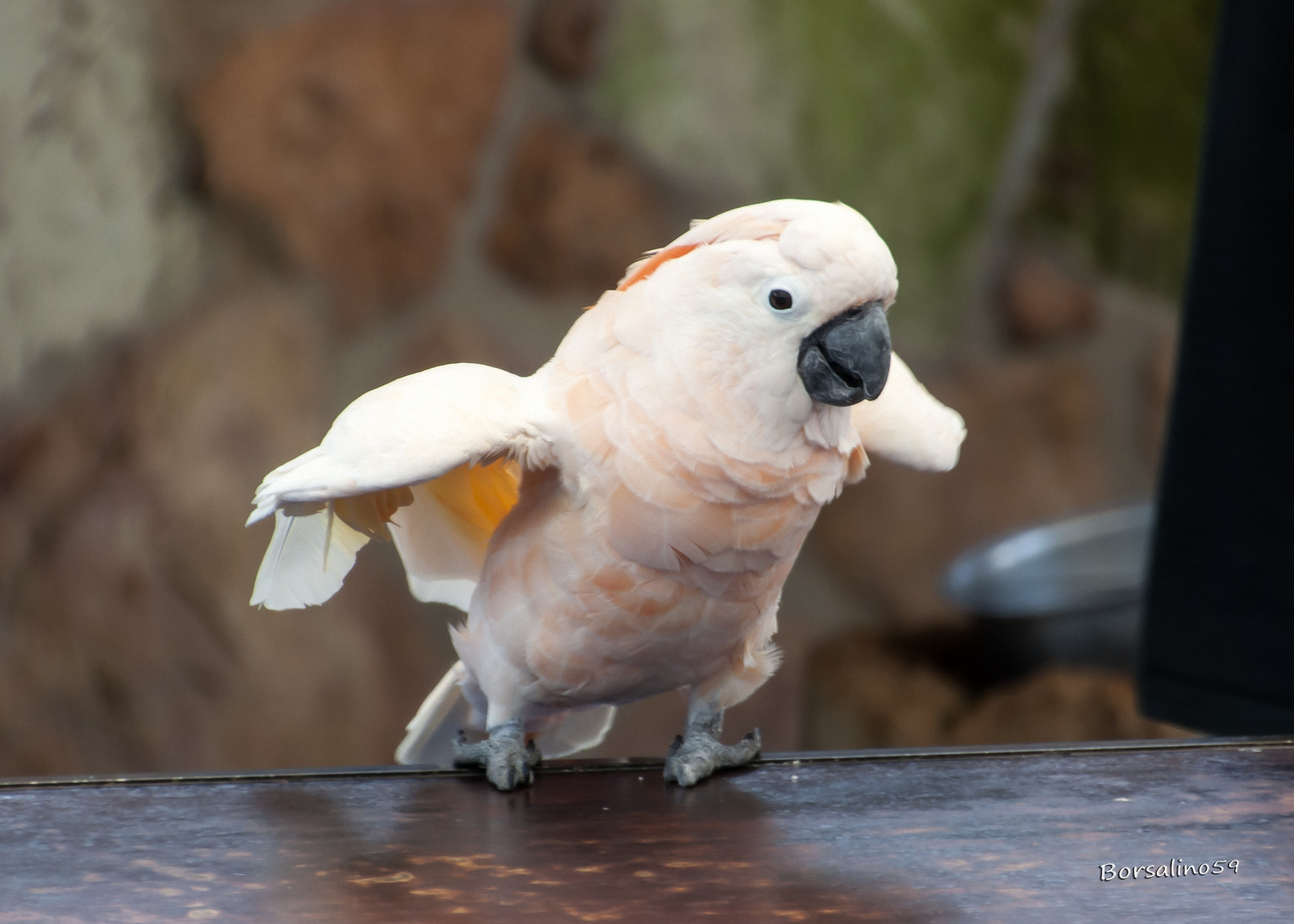 Cacatua crestasalmone