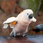 Cacatua crestasalmone