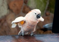 Cacatua crestasalmone