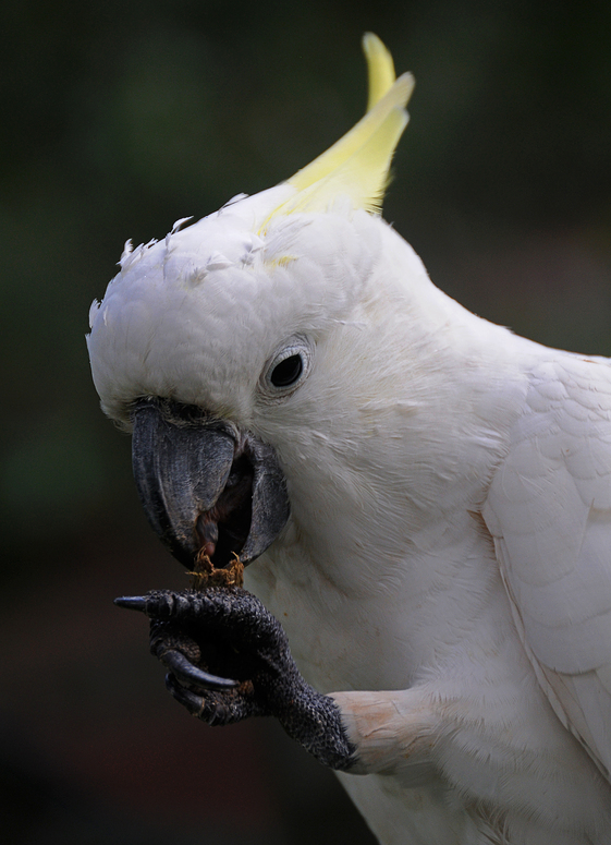 Cacatua galerita