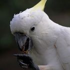 Cacatua galerita