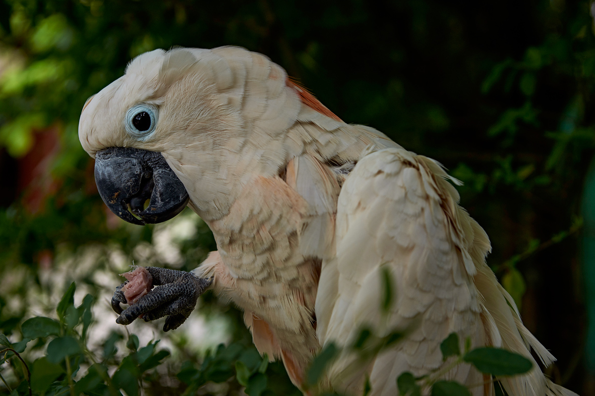 Cacatua goloso