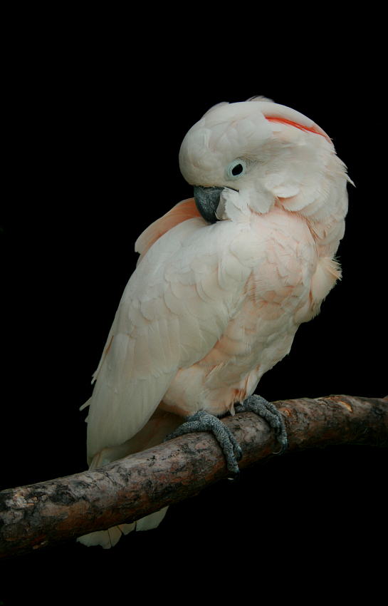 Cacatua moluccensis ||