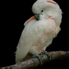 Cacatua moluccensis ||