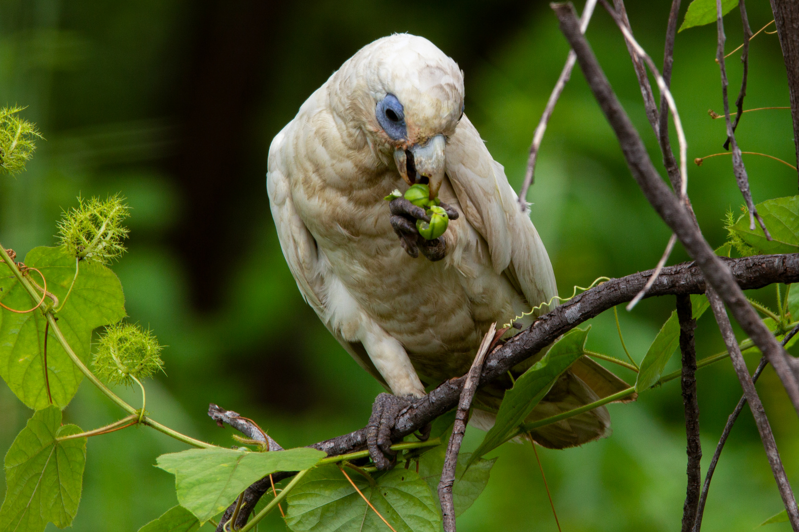 Cacatua sanguinea