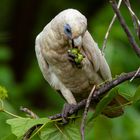 Cacatua sanguinea