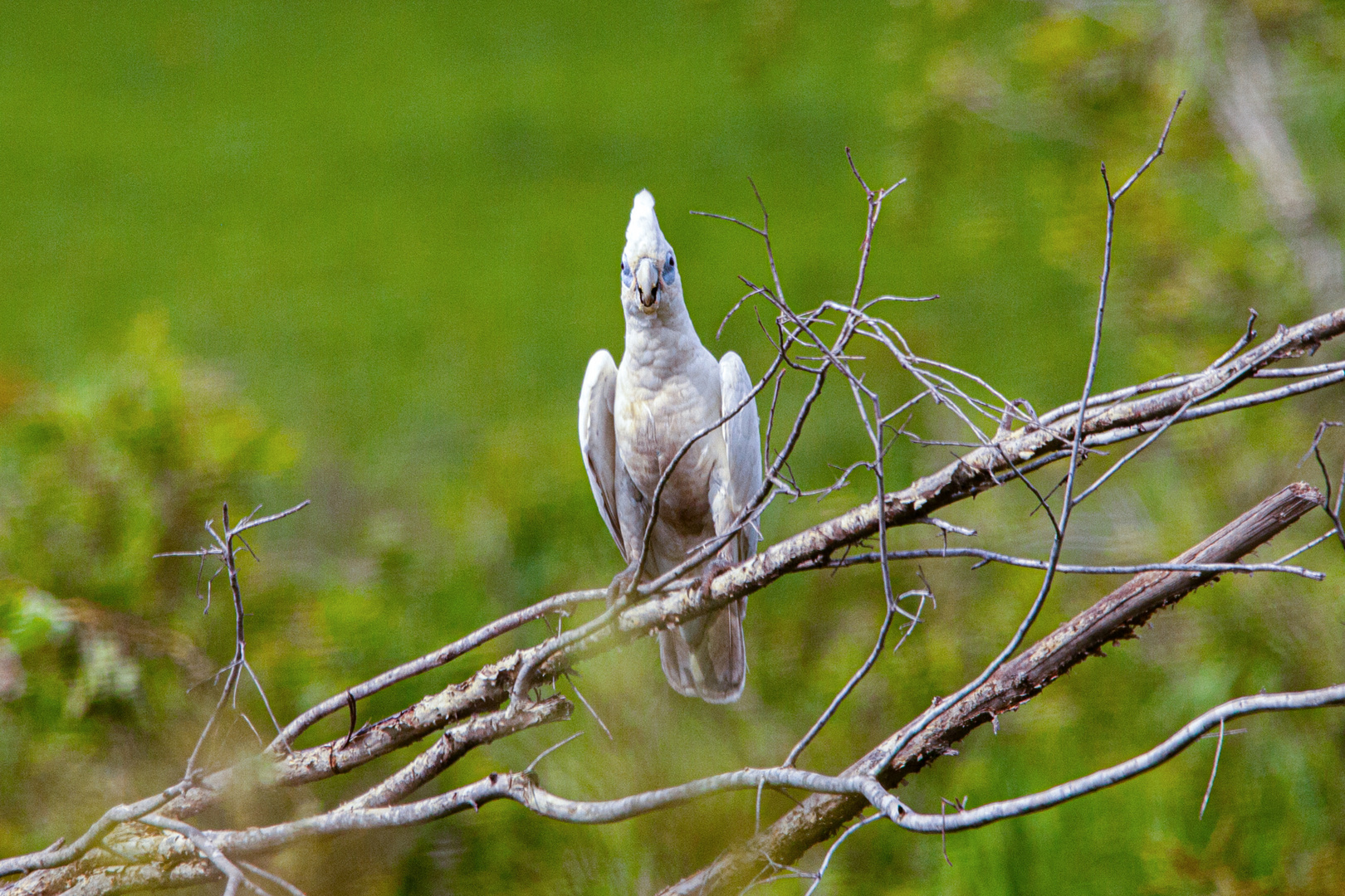 Cacatua sanguinea