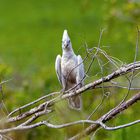 Cacatua sanguinea