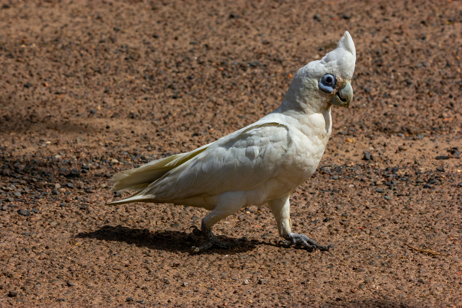 Cacatua sanguinea