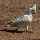 Cacatua sanguinea