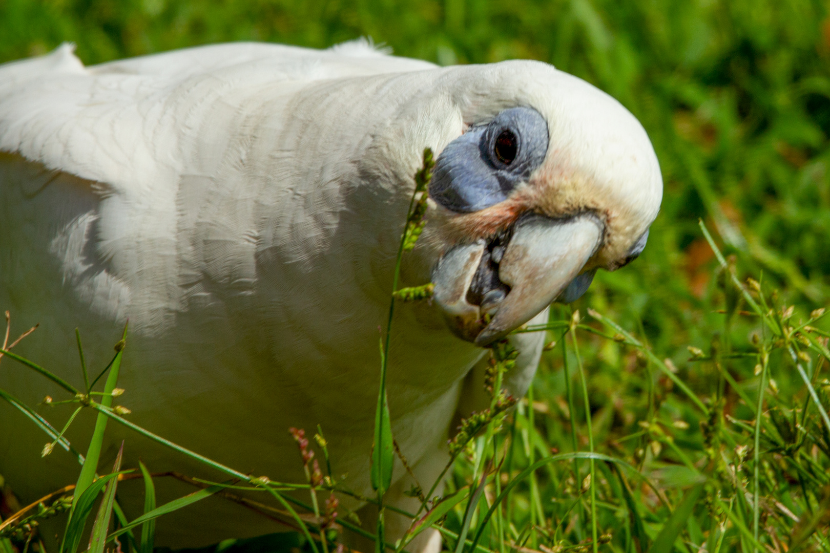 Cacatua sanguinea