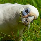 Cacatua sanguinea