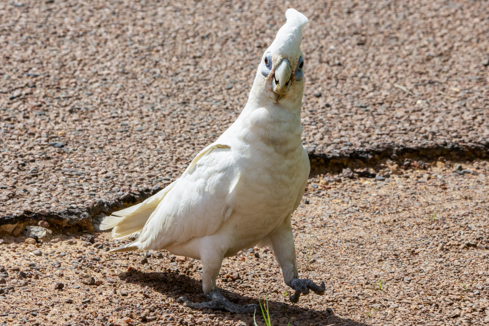 Cacatua sanguinea