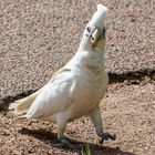 Cacatua sanguinea