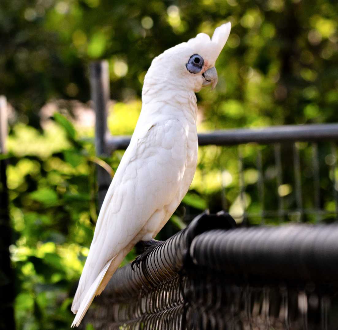 Cacatua sanguinea