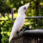 Cacatua sanguinea