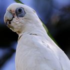 Cacatua sanguinea