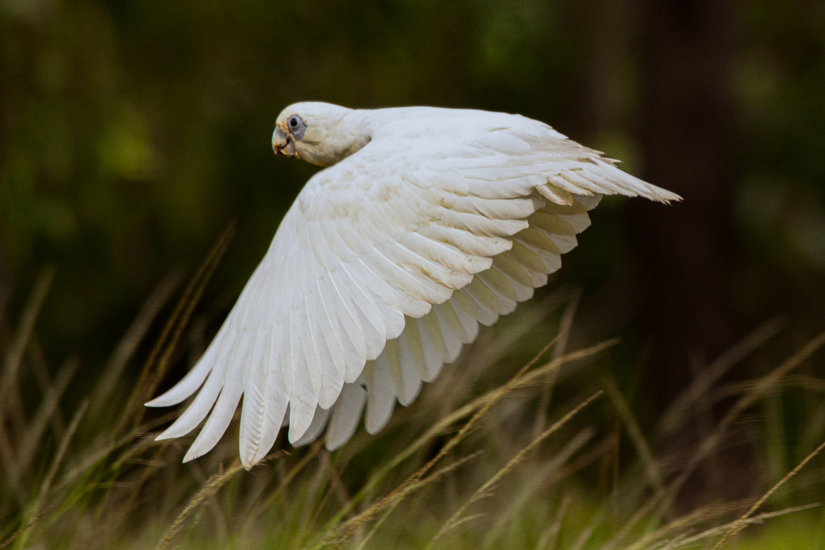 Cacatua sanguinea