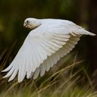 Cacatua sanguinea