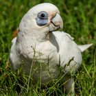 Cacatua sanguinea