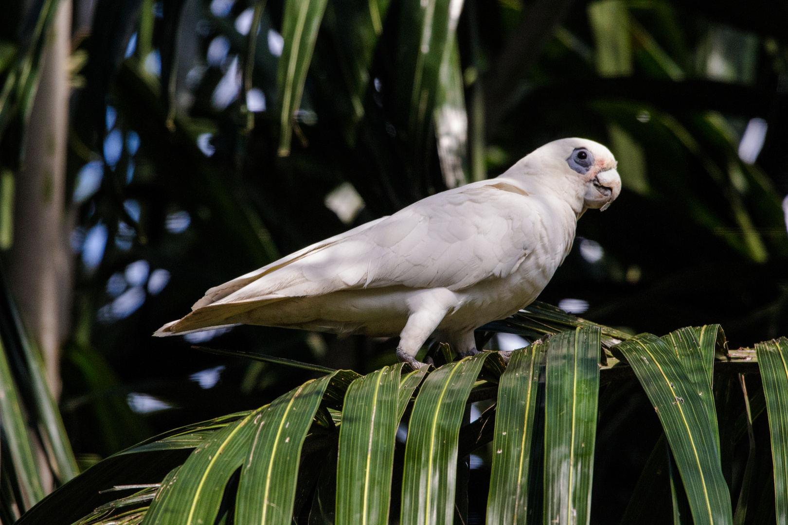 Cacatua sanguinea