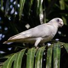 Cacatua sanguinea