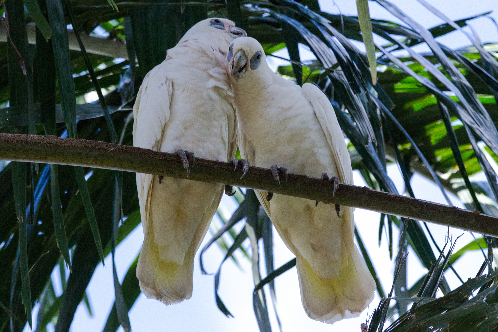 Cacatua sanguinea