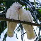 Cacatua sanguinea