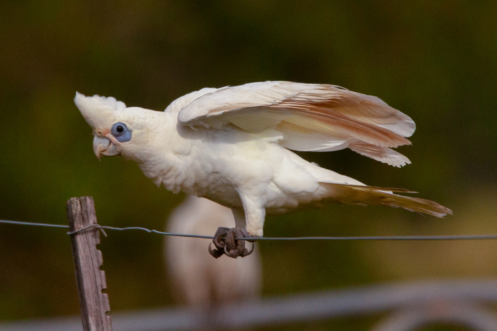 Cacatua sanguinea