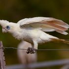 Cacatua sanguinea