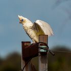 Cacatua sanguinea