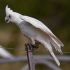 Cacatua sanguinea