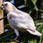 Cacatua sanguinea