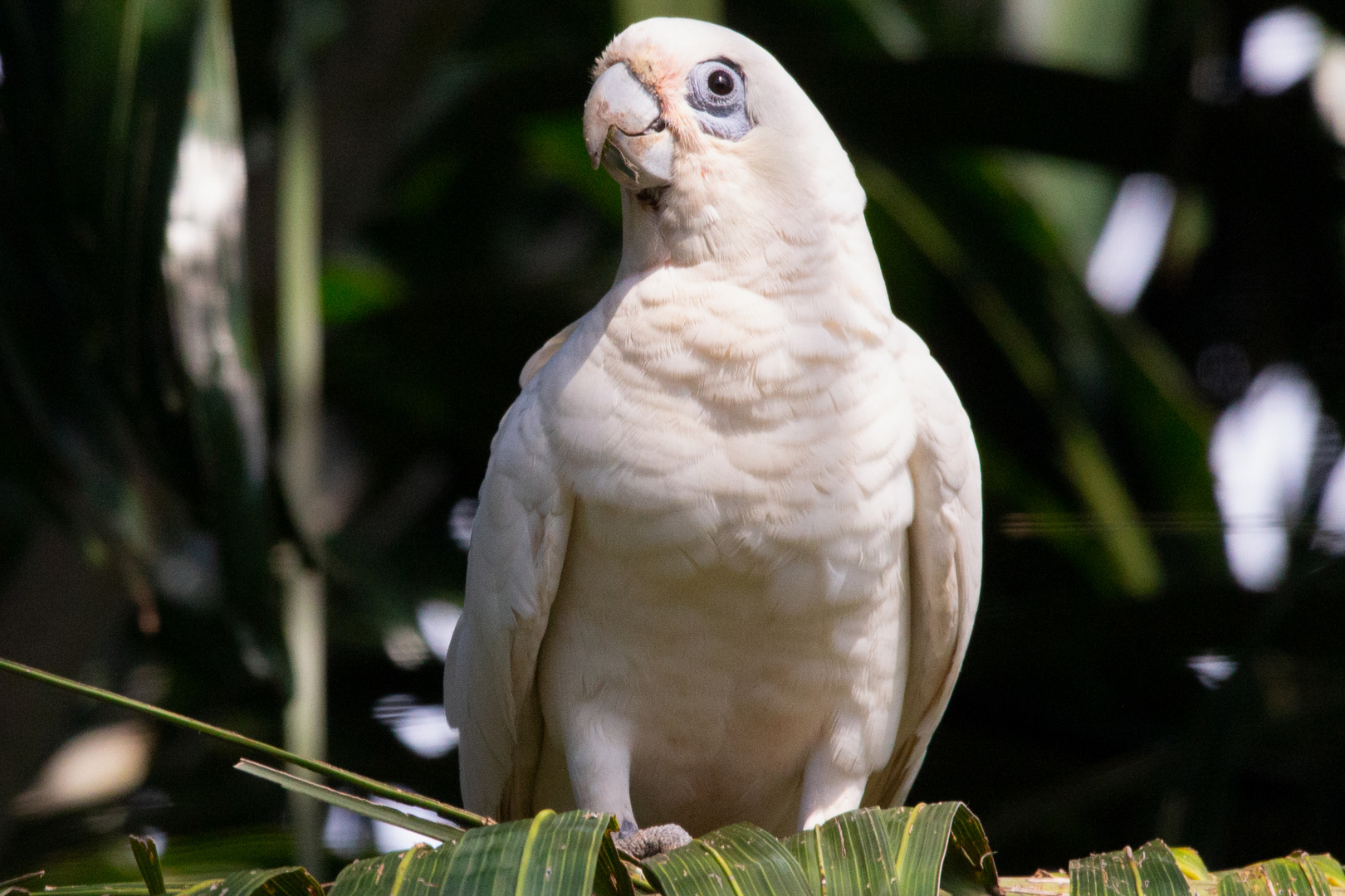 Cacatua sanguinea