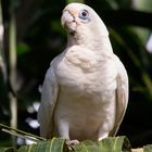 Cacatua sanguinea